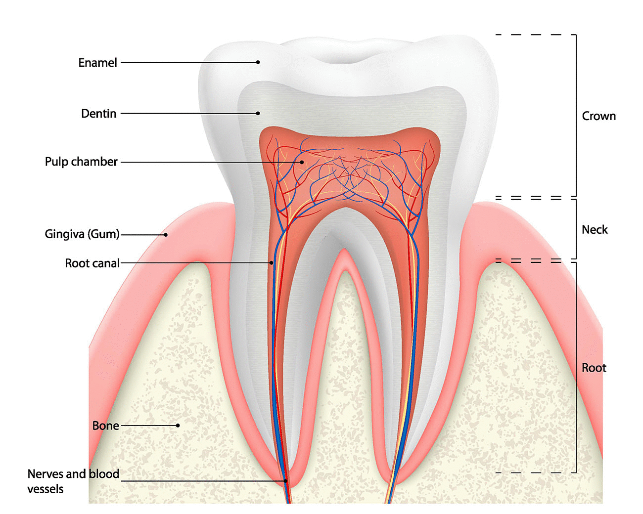 Tooth anatomy, illustrative dental-care visual